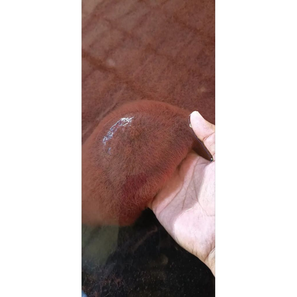 cacing sutra pakan ikan cupang/guppy dll