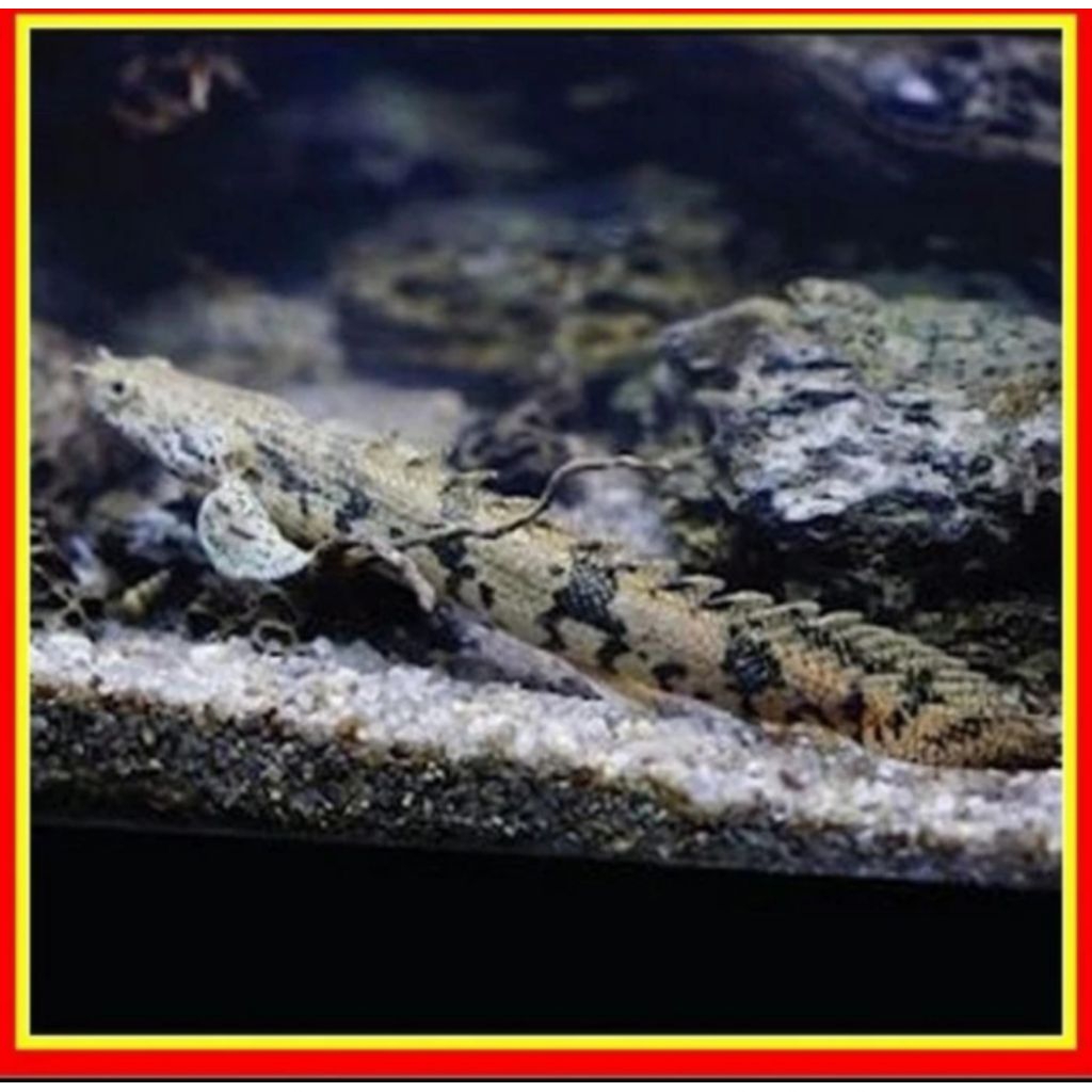 PALMAS ENDICERY UKURAN 10-11 CM