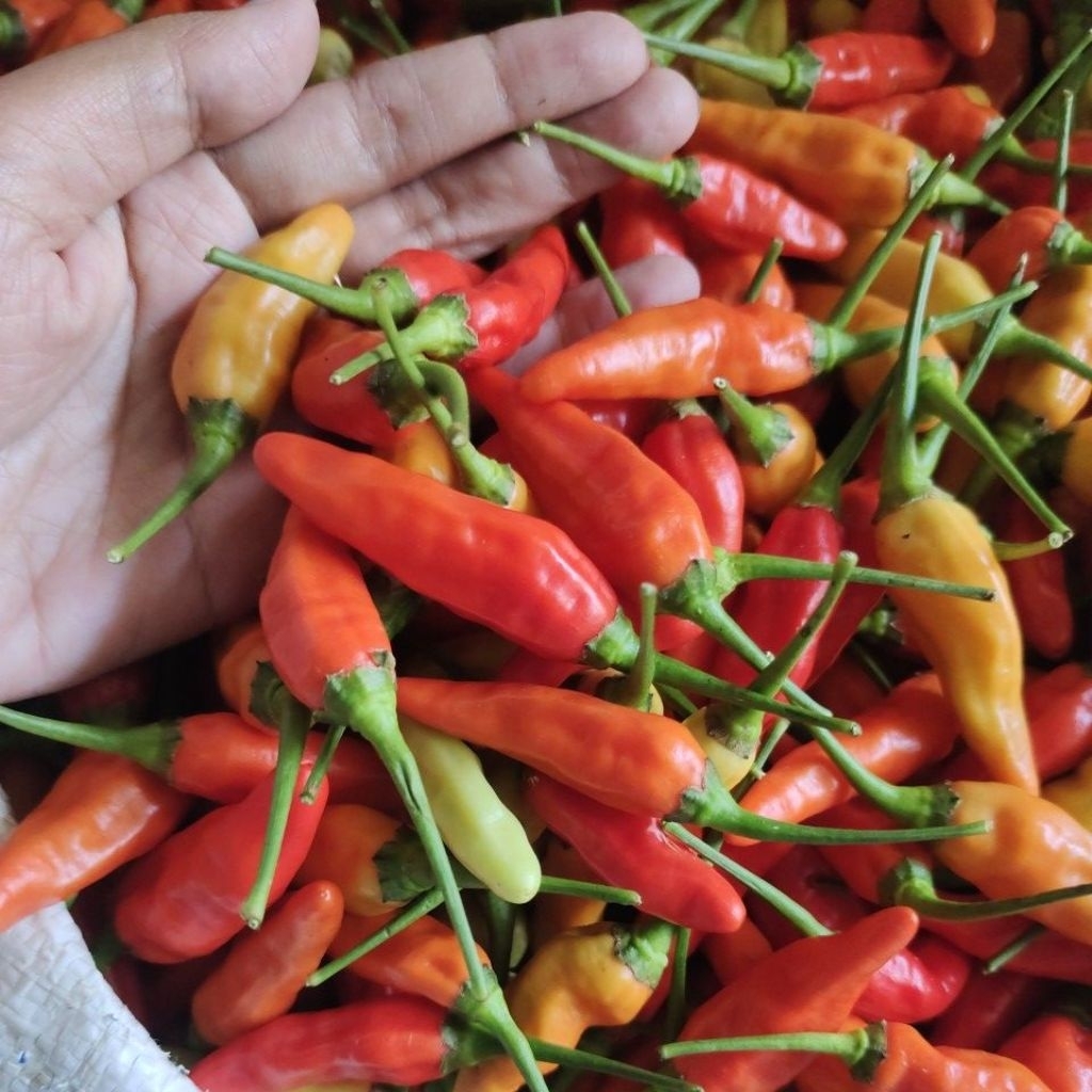

Cabe Rawit / Cabe Setan Merah Murah Pedas Panen sendiri langsung dari petani