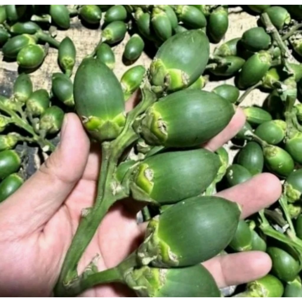 

Pinang muda baru petik seger