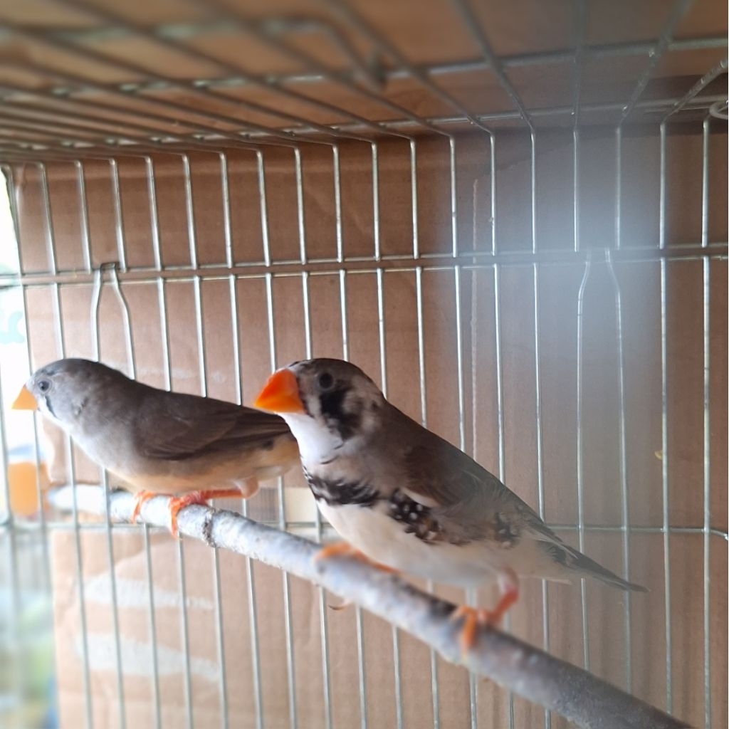 zebra finch aussie sepasang-sepasang unik