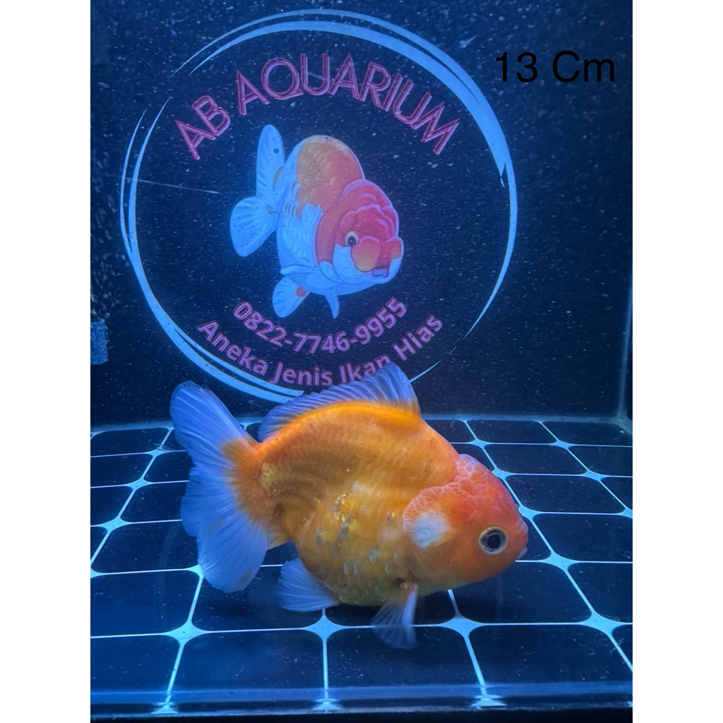 Ikan Koki Oranda / OST Sakura