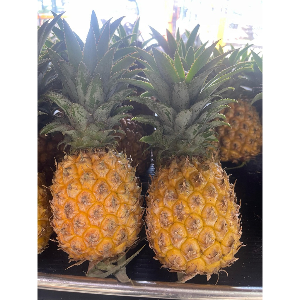 

Nanas Madu Super Manis | Buah Segar Pilihan Premium 1pcs