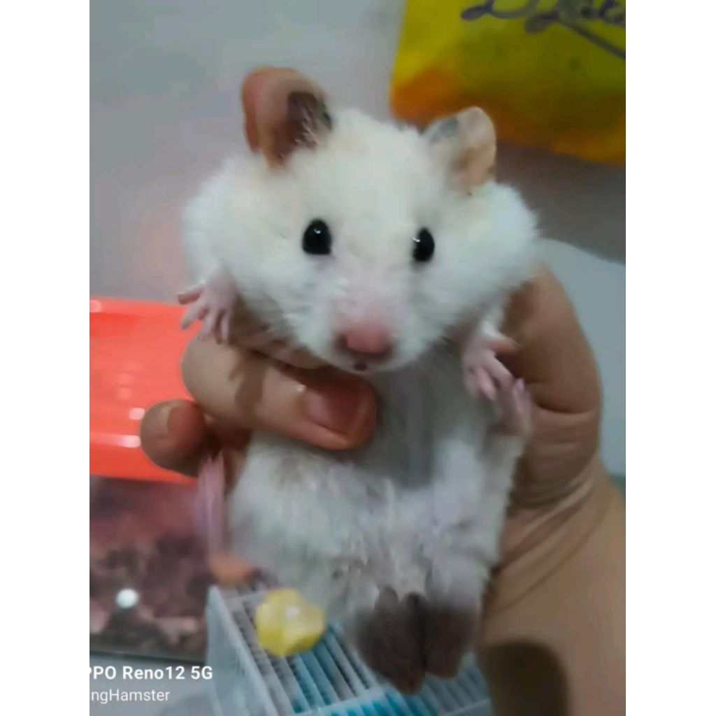 Hamster Syrian Lucu Big Bone Jinak Dan Gembul - Hamster Sirian Murah Medan Big Bone - Hamster Sirian