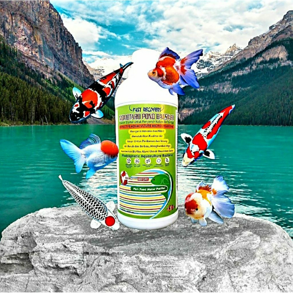 Momotaro Pond Bacstart 500ml | Bakteri Starter Penjernih Kolam Koi Keruh Bau