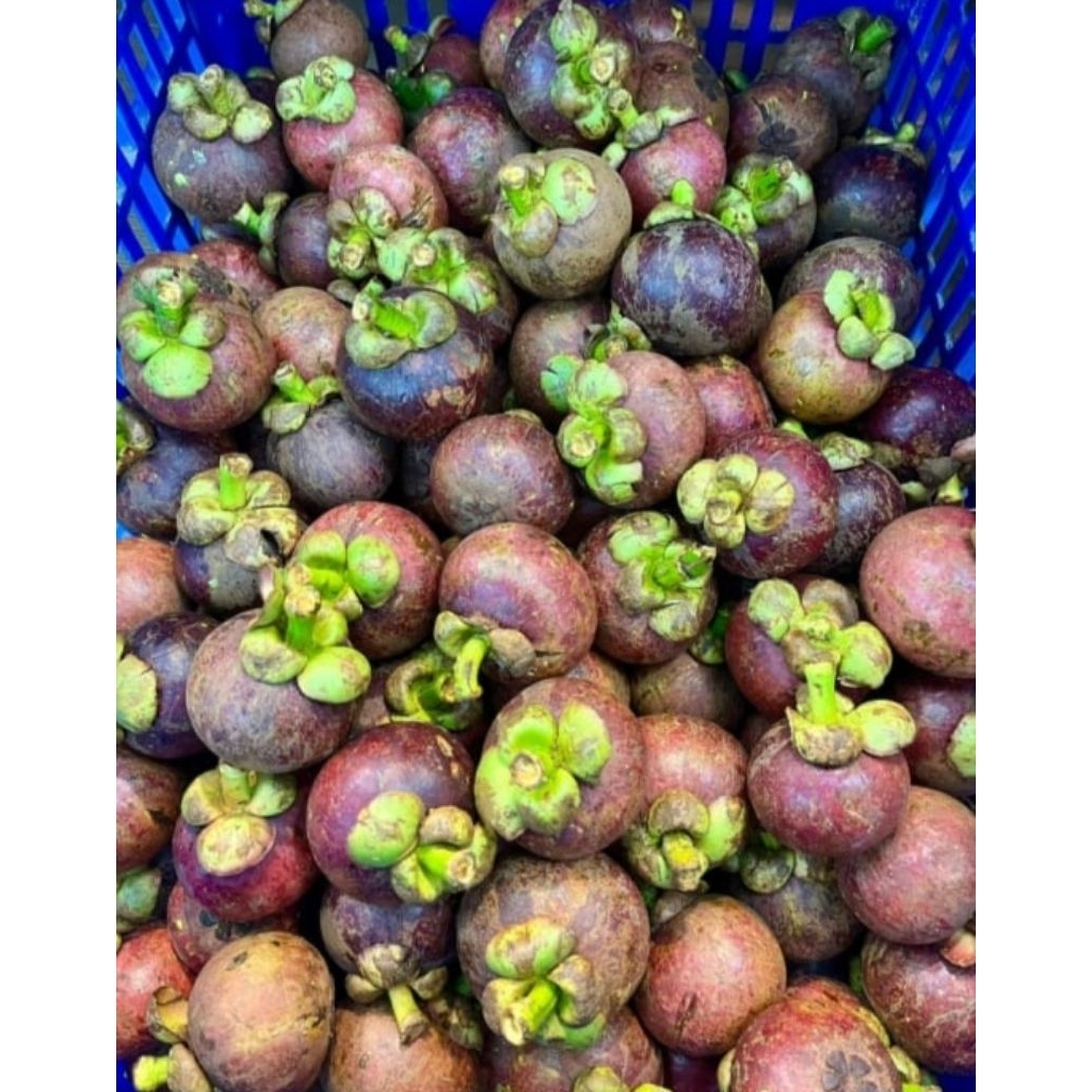 

buah manggis fresh segar 1 kg