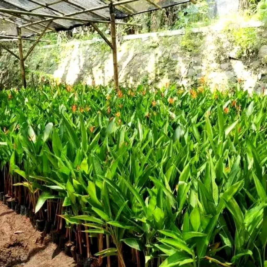 MURAH Tanaman hias Heliconia merah - tanaman pisang Pisangan bunga merah terlaris