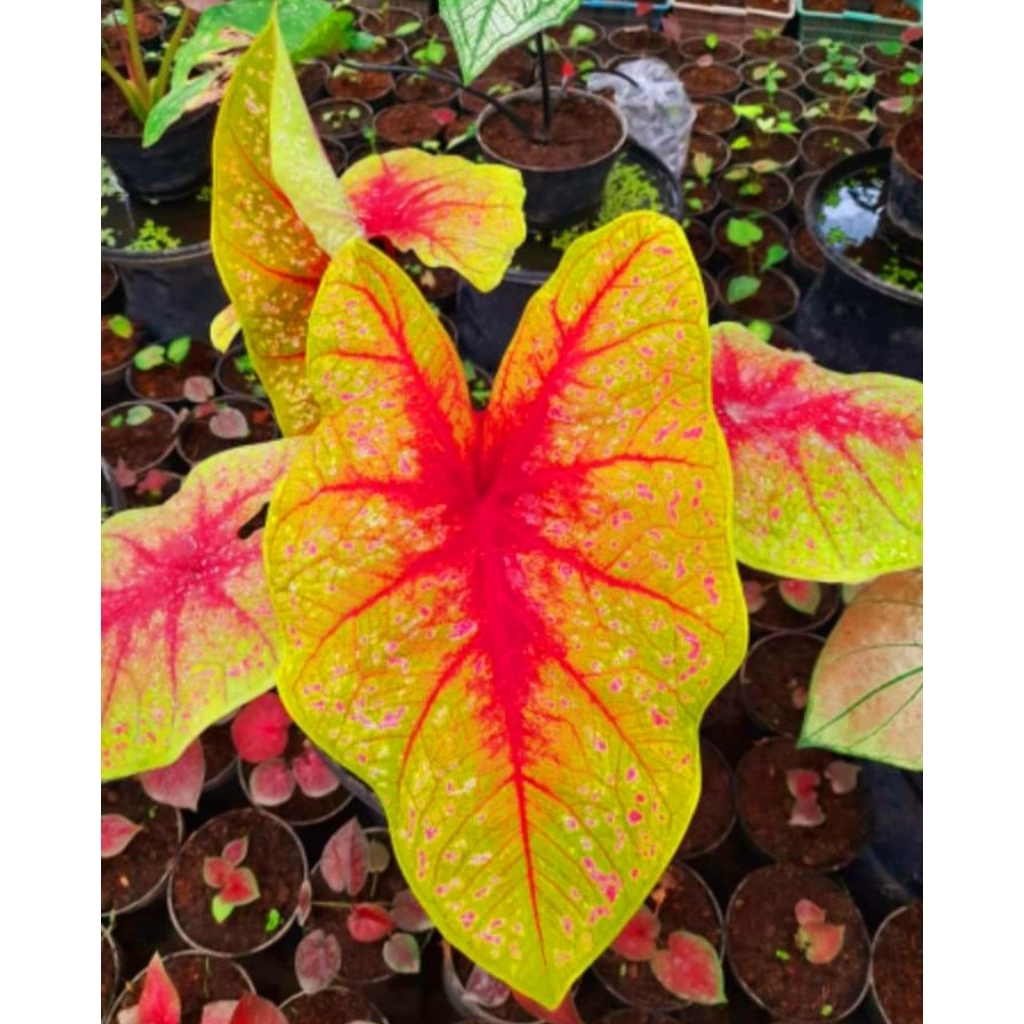 Tanaman Hias Caladium Tears Of The Sun Bibit Bonggol / Tanaman Bonggol Keladi Ters Of The Sun / Bisa