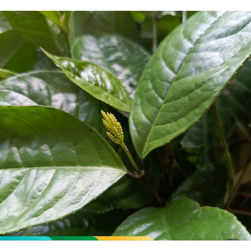 

Daun keras tulang segar 250 g