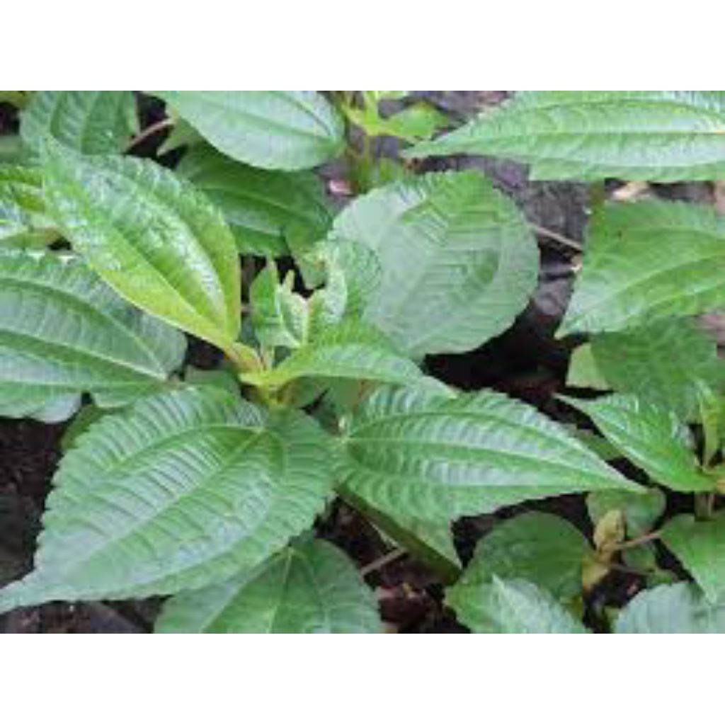 

Promo 500g daun pohpohan segar fresh buat lalapan