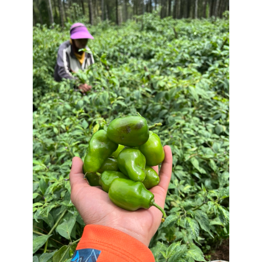 

Cabe Bendot / Gombol Pangalengan 250gr