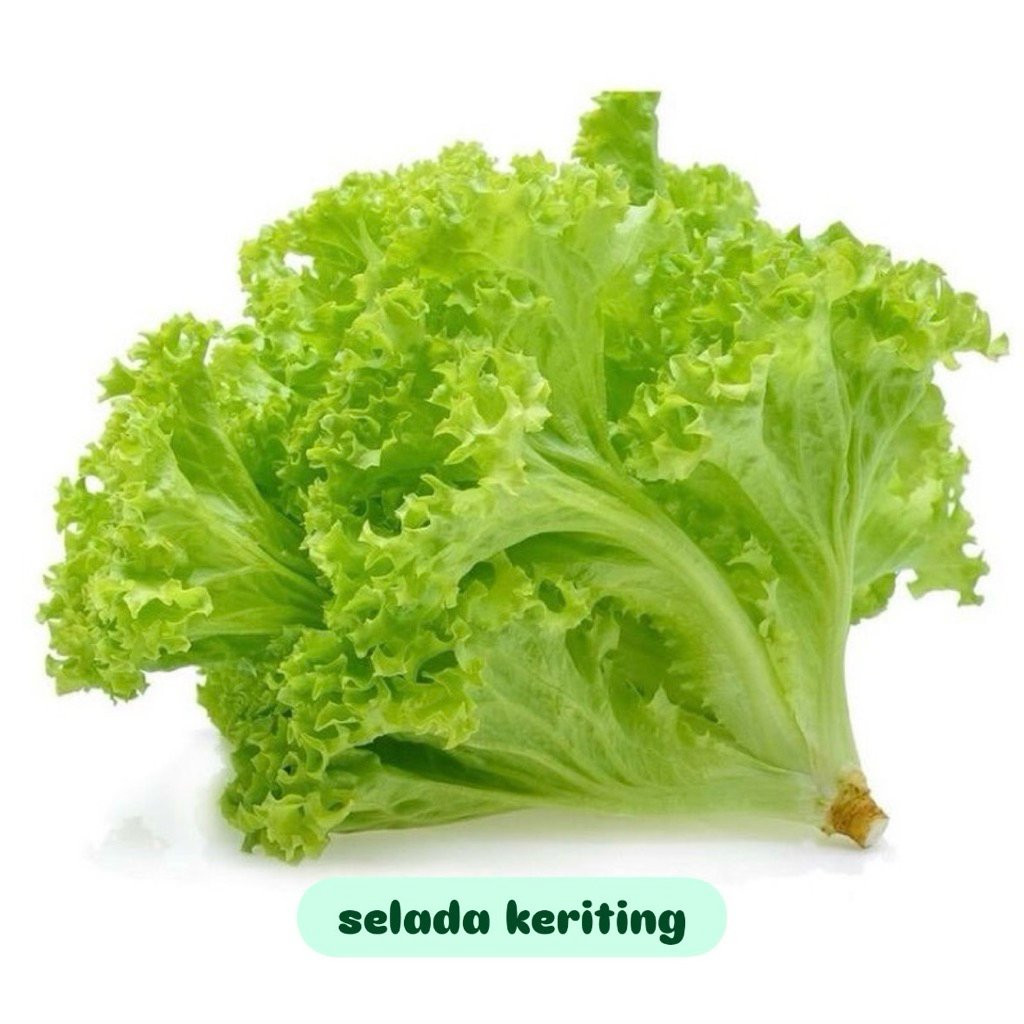 

Selada keriting hijau fresh super