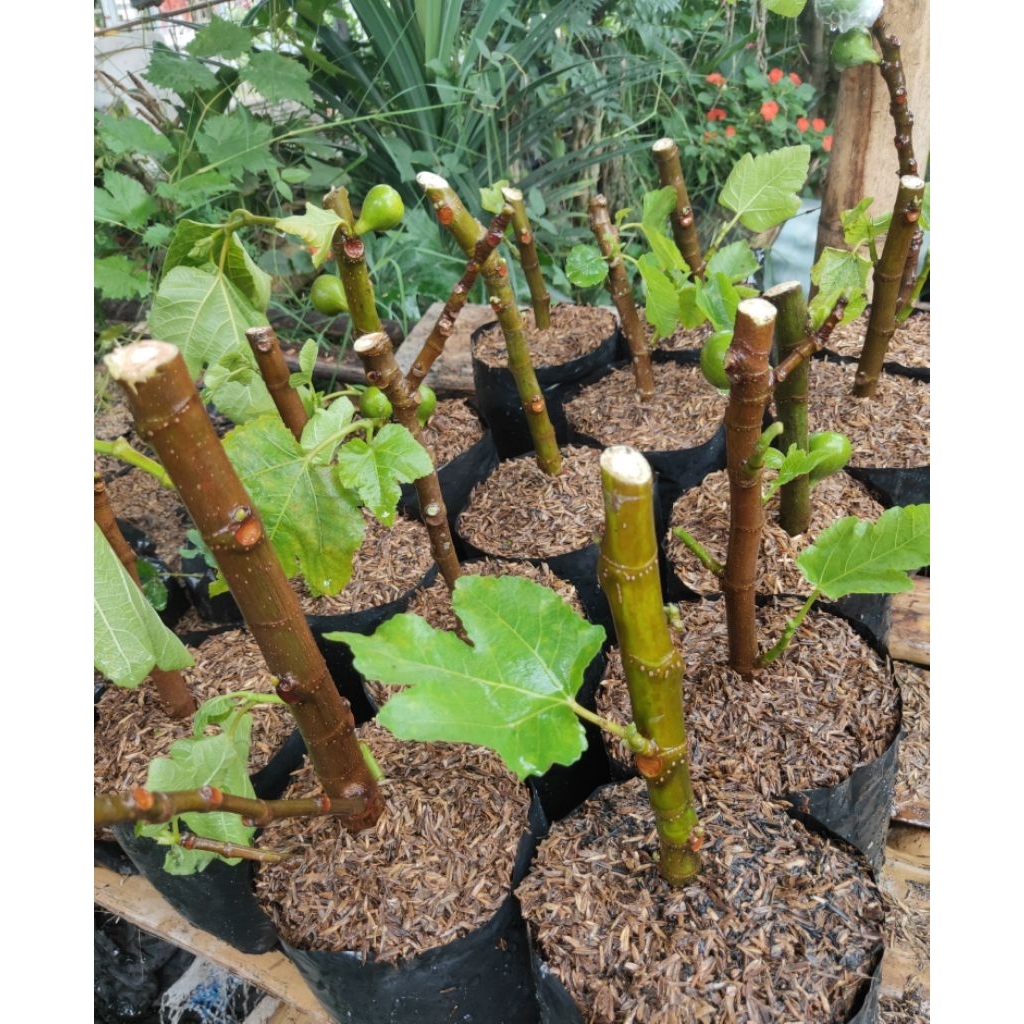 Tanaman Buah Tin Cangkok Cepat Berbuah