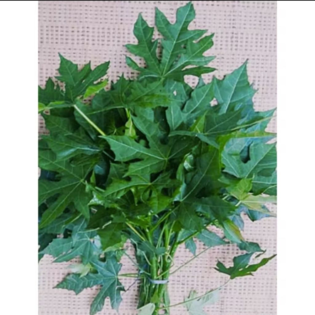 

Daun pepaya Jepang per ikat baru petik