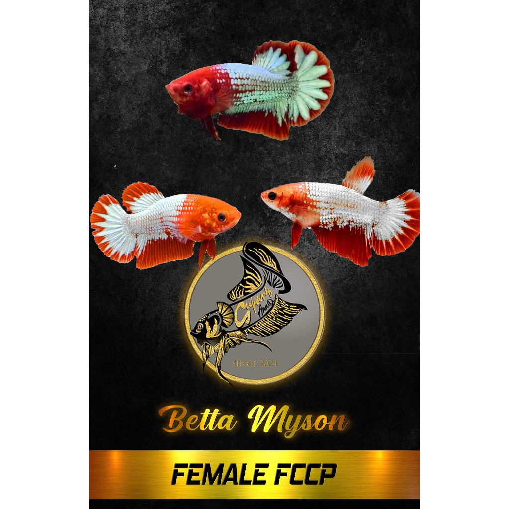 CUPANG FCCP FML, BETTA FCCP FML VIRAL