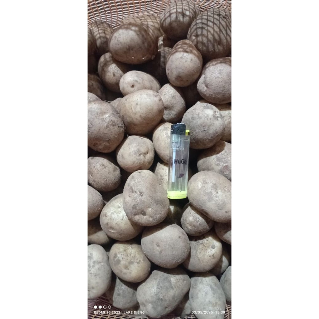 

Kentang Asli Dieng Berkualitas Grade Sedang