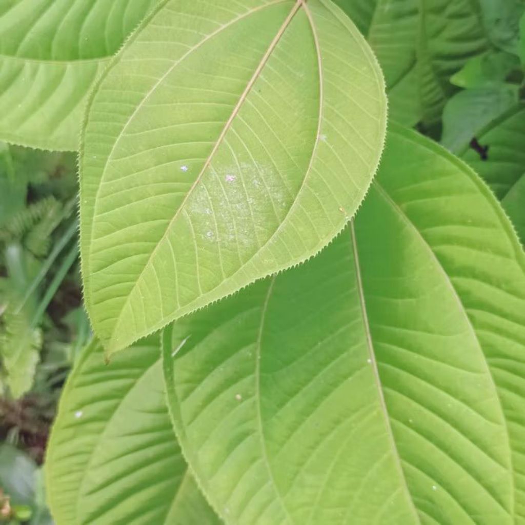 

daun tangkalak / daun harendong ,daun jambu tangkalak