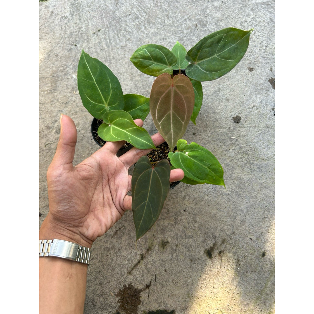 Anthurium Red of Java Real Pict