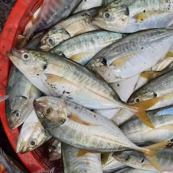 

Ikan Kembung Segar 1Kg Ikan Kembung Como Ikan Como