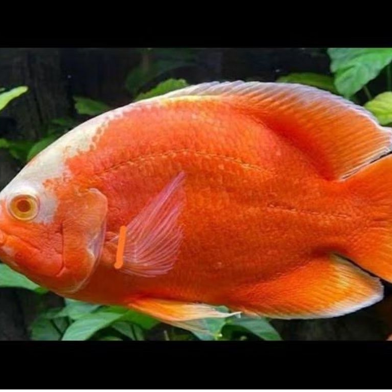 Oscar Paris Red Albino