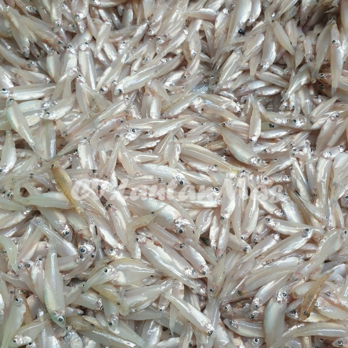 Ikan Teri Segar 1Kg Ikan Teri Basah Ikan Teri Gepeng