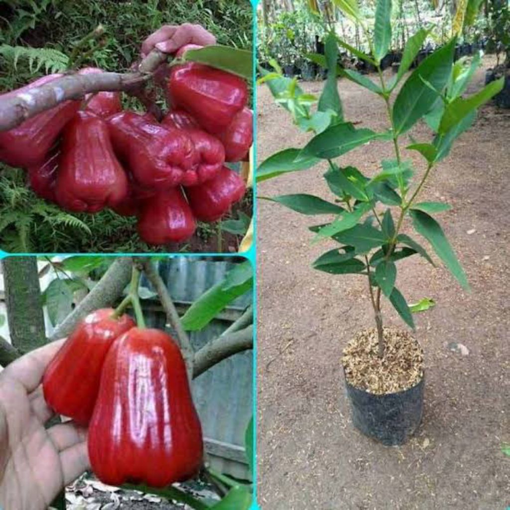 Bibit jambu air citra cangkok