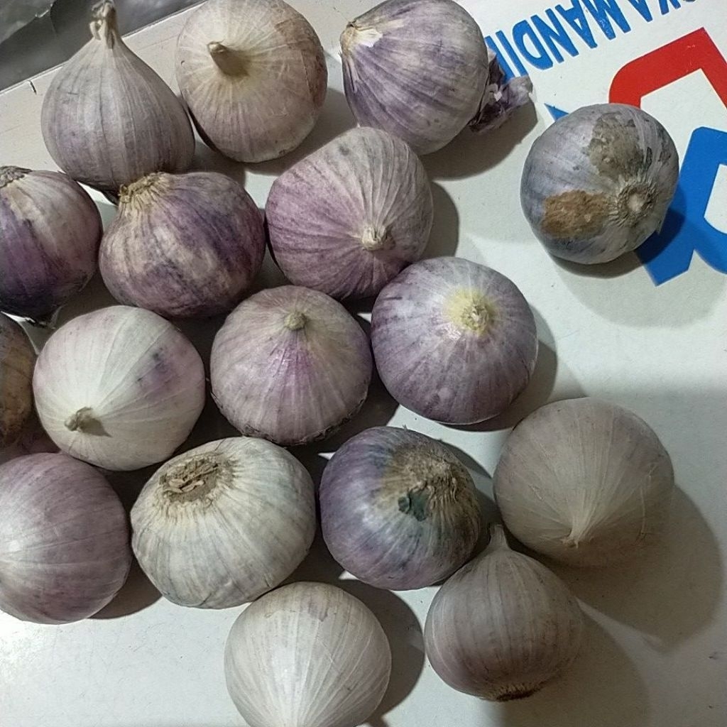

bawang Lanang [ garlic] bawang tunggal