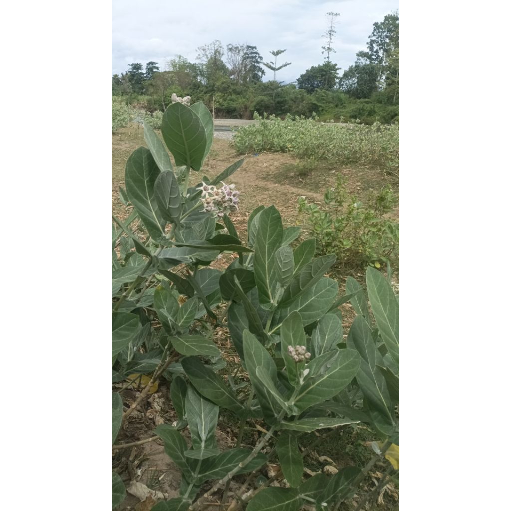 

Daun leduri segar / daun widuri