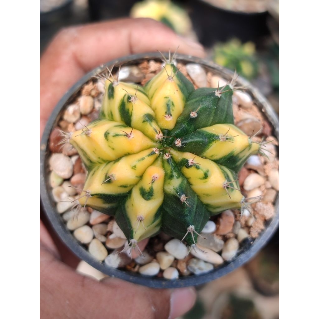 miha orange calon indukan