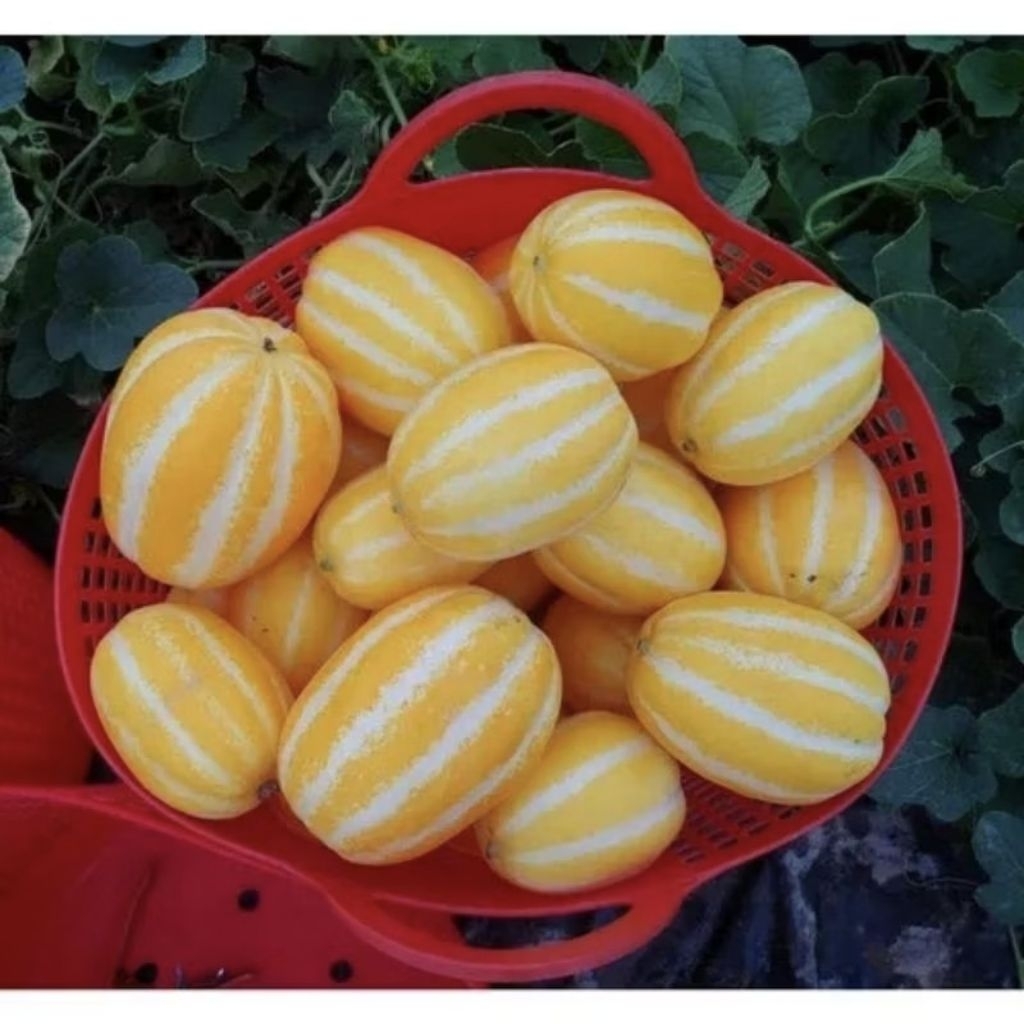 Benih Melon Korea Oriental/Melon Cucumis ( 5 Butir )