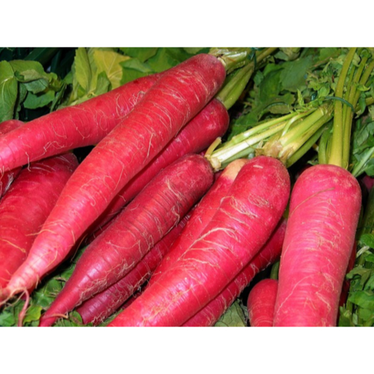 

Red Radish 500gr - 1Kg | JBP_Fresh