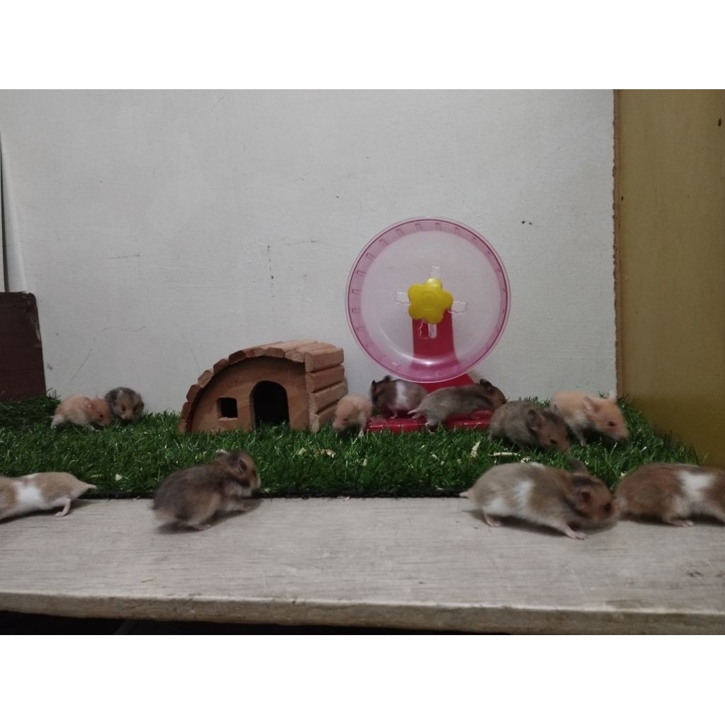 Hamster Syrian Golden