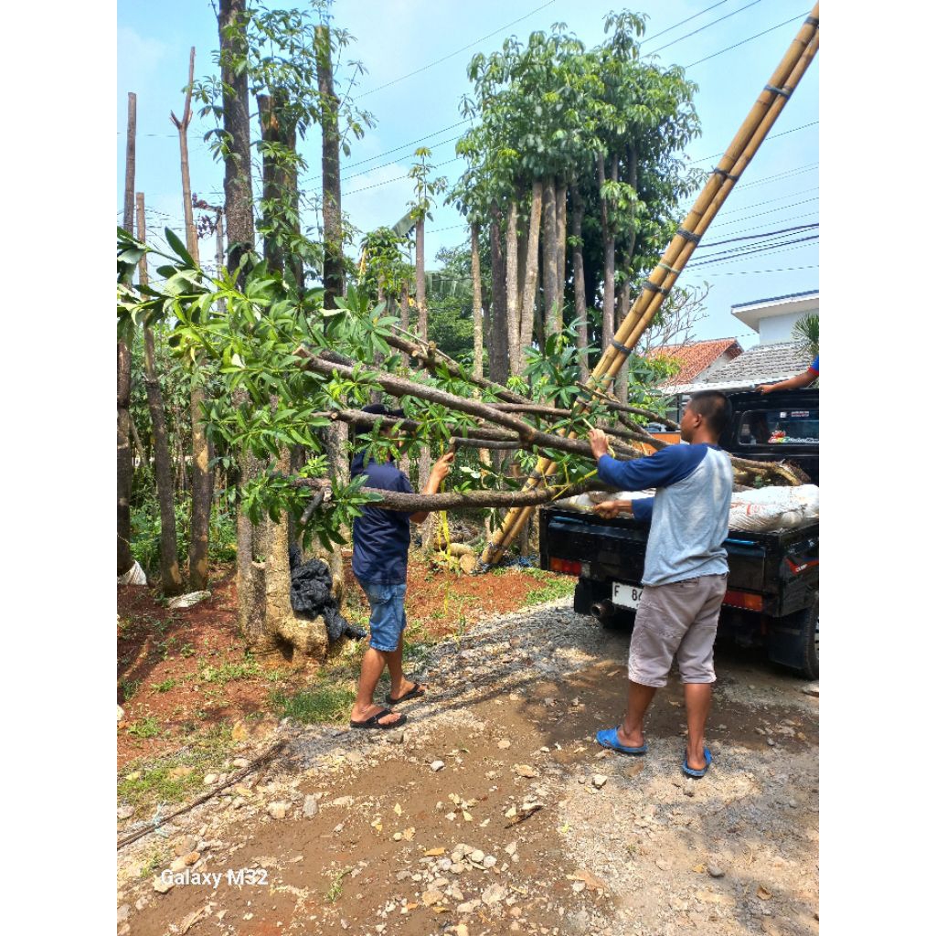tanaman pohon pule grouping pohon pule tanaman