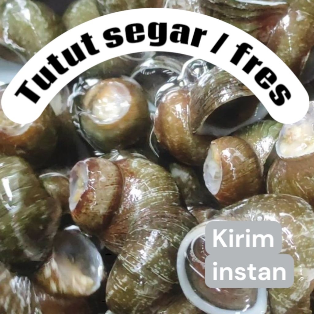 

tutut segar / fress sudah di potong ekornya 1kg - 2kg