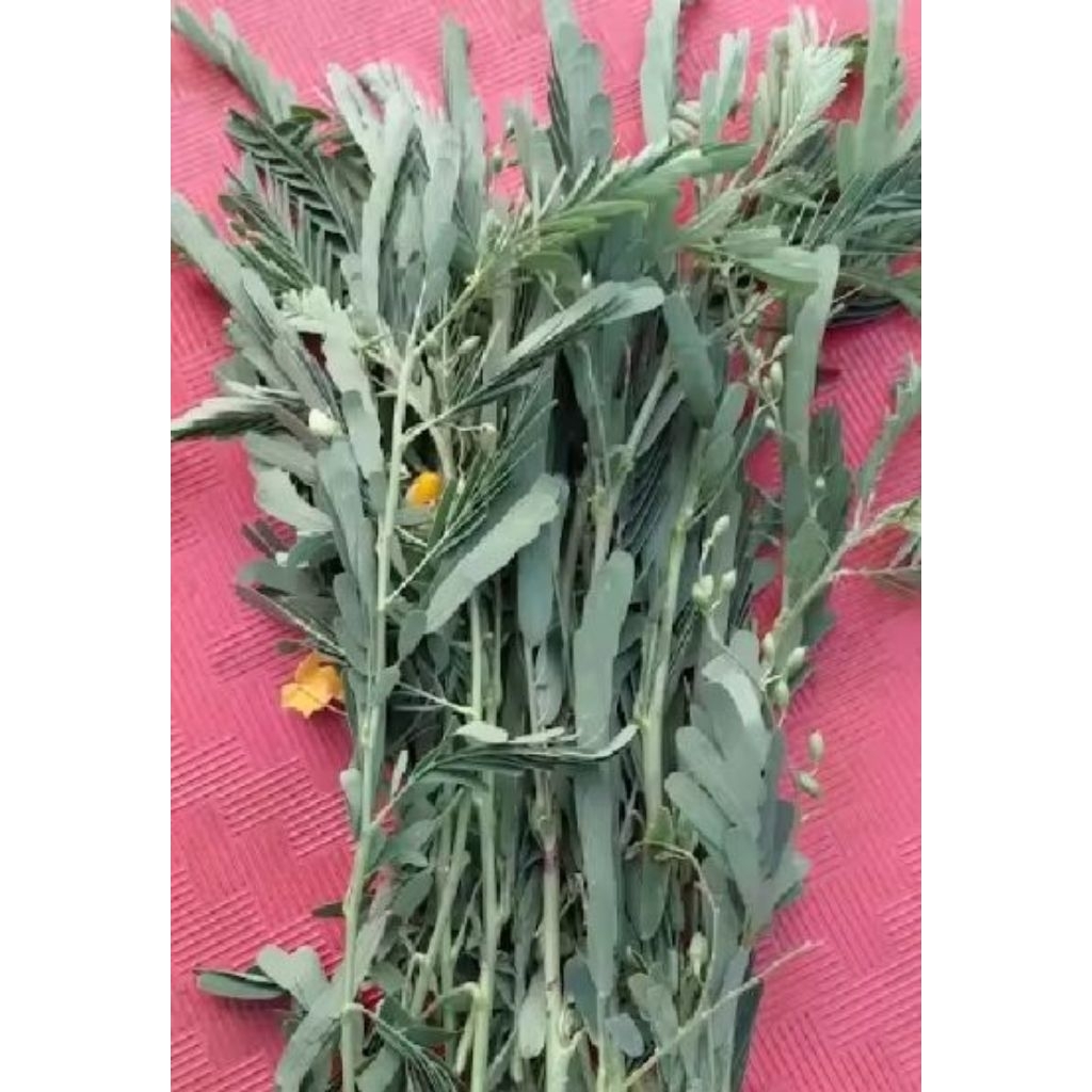 

Daun Jayanti Sesbania Sesban