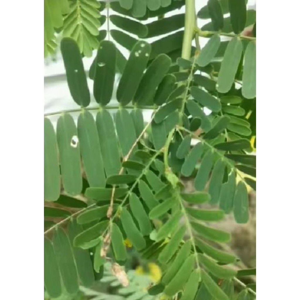 

Daun Jayanti Sesbania Sesban