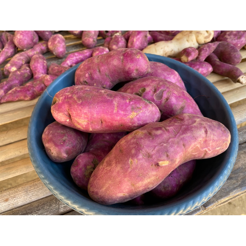 

Ubi Jalar || Telah (madura)