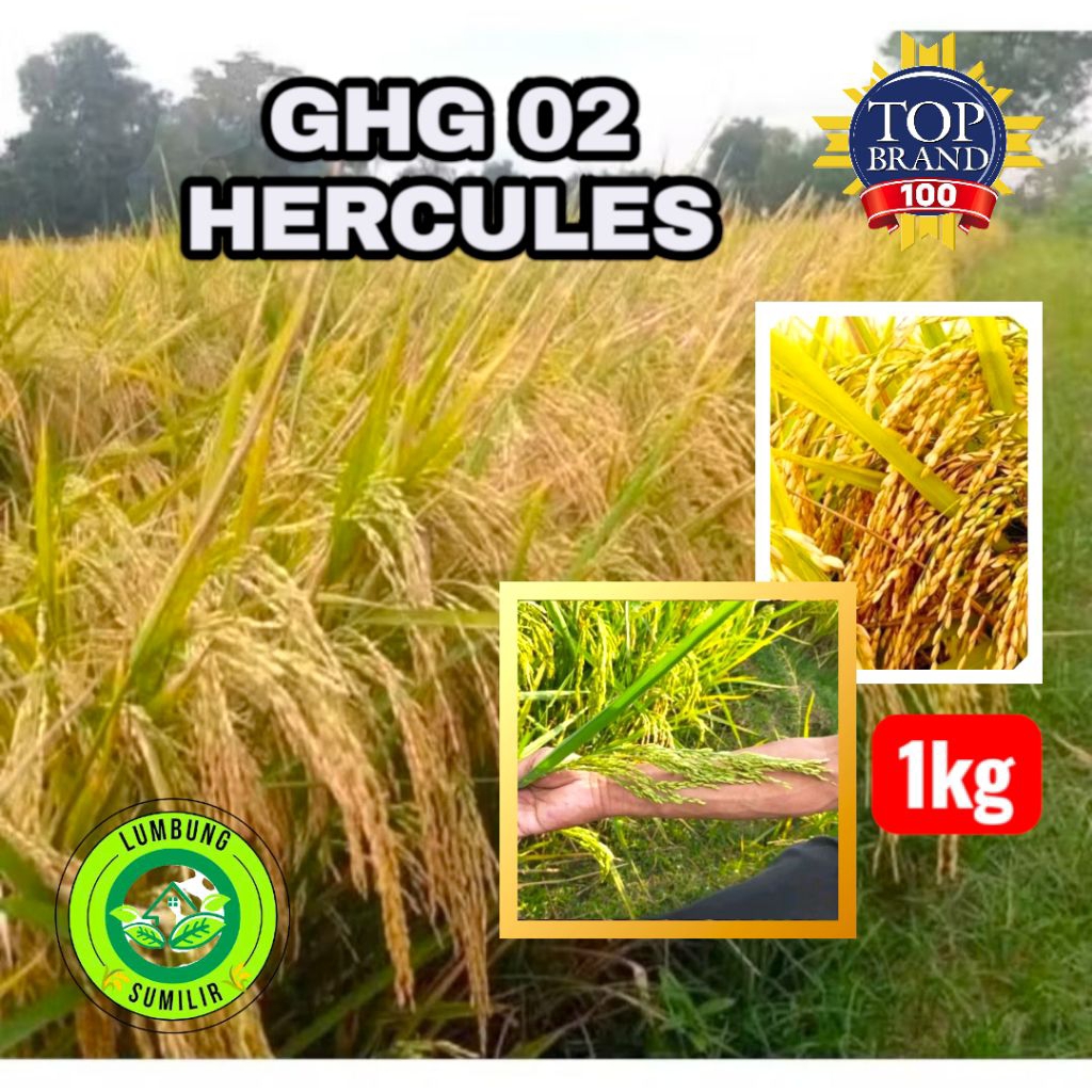 Padi unggul GHG 02 HERCULES Kemasan 1KG
