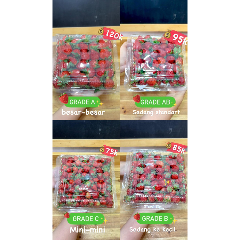 

stoberi kiloan palembang