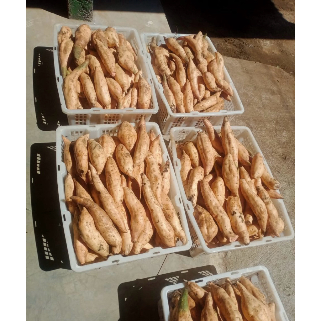 

ubi madu cilembu mentah