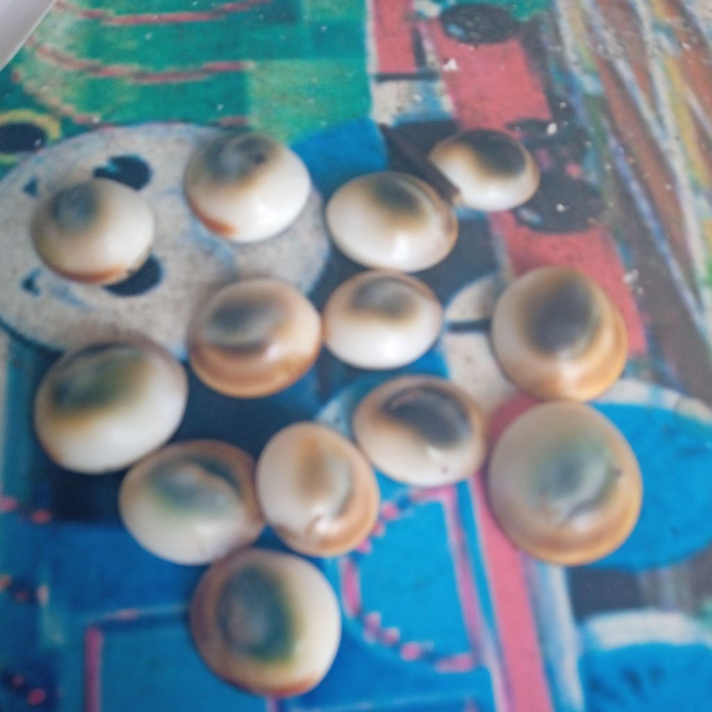 fosil kol kul buntet Asli alami/1pcs