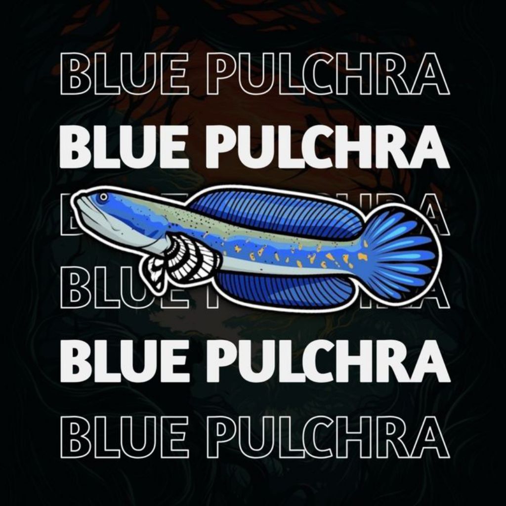 channa blue pulchra size 8-10cm ombyok