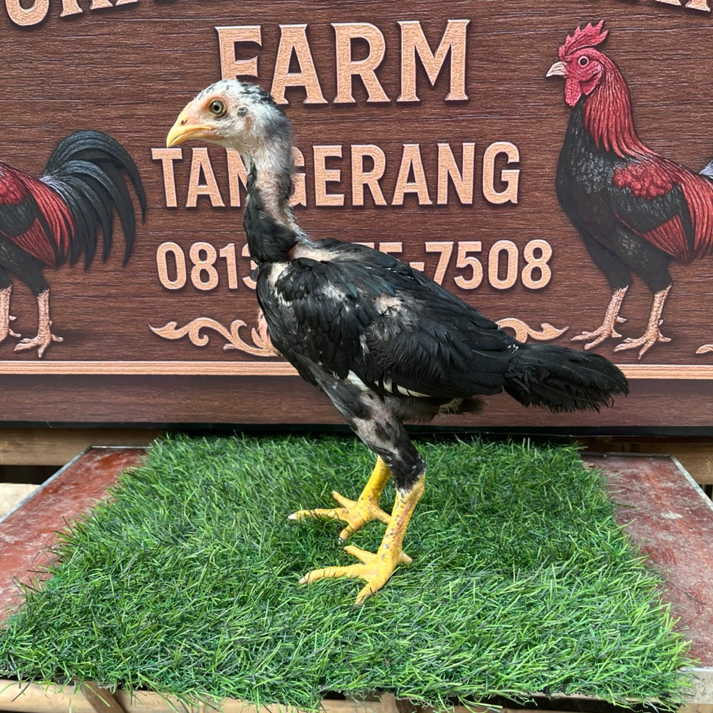 Ayam Jenis Pakhoy Ori Brutal ( Garansi Pukul Badan / Brakot )