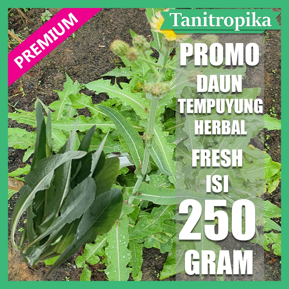 

Daun Tempuyung Segar 250 gram Herbal Alami tani tropika