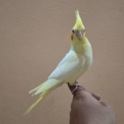 BABY FALK LOLOHAN PARKIT AUSTRALIA