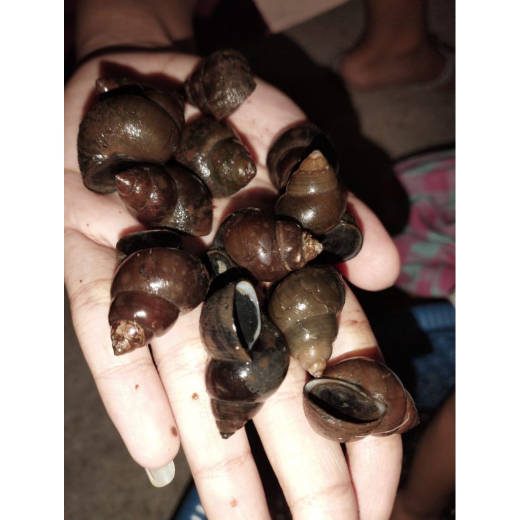 

KRECO SAWAH - BESUSUL TUTUT 1KG