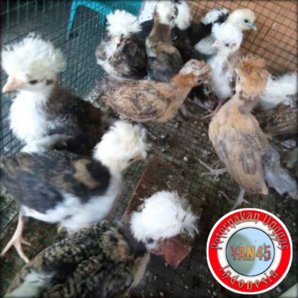 Ayam Poland | Ayam Hias | Ayam Jambul | Usia 2 Bulan | Yan45