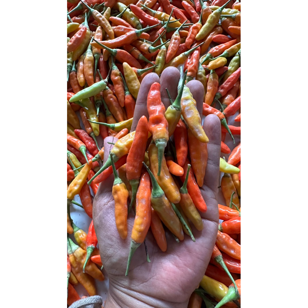 

Cabe ORI 1kg Fresh Petik Langsung Dari Petani