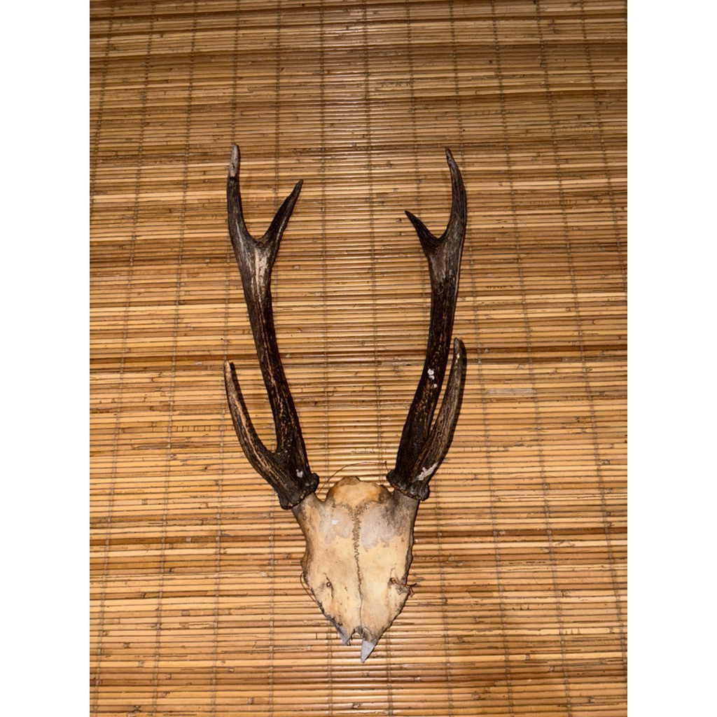 Hiasan Dinding Tanduk Rusa Vintage