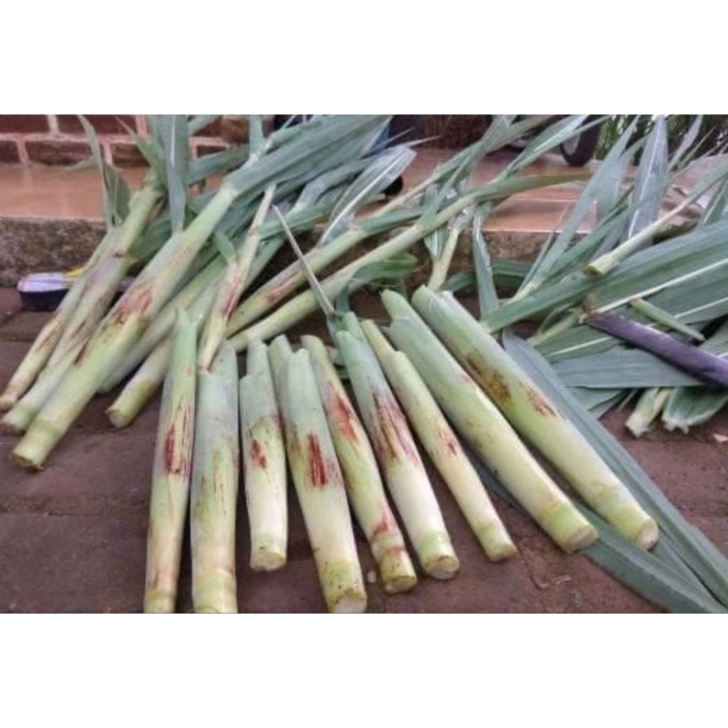 

Terubuk Turubuk Terubus Telor Tebu endong bunga tebu sangat enak dan lezat